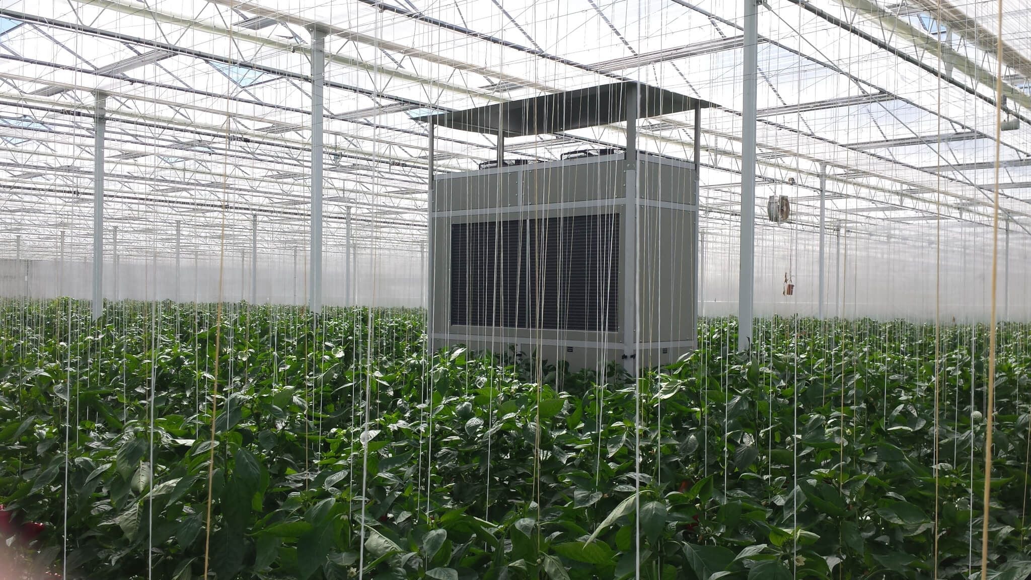 Mastering Greenhouse Dehumidification & Energy Efficiency in Canada Mastering Greenhouse Dehumidification & Energy Efficiency in Canada
